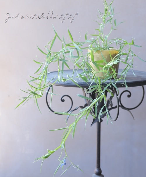 �������ȥԡ� �إ����쥦���� �֥롼