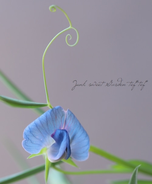 �������ȥԡ� �إ����쥦���� �֥롼