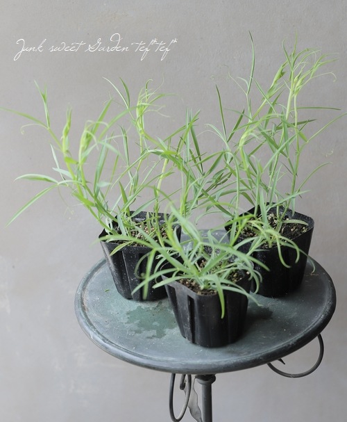 �������ȥԡ� �إ����쥦���� �֥롼