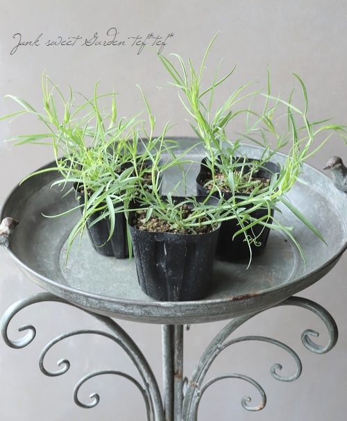 �������ȥԡ� �إ����쥦���� �֥롼