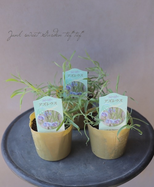 �������ȥԡ� �إ����쥦���� �֥롼