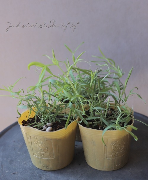 �������ȥԡ� �إ����쥦���� �֥롼