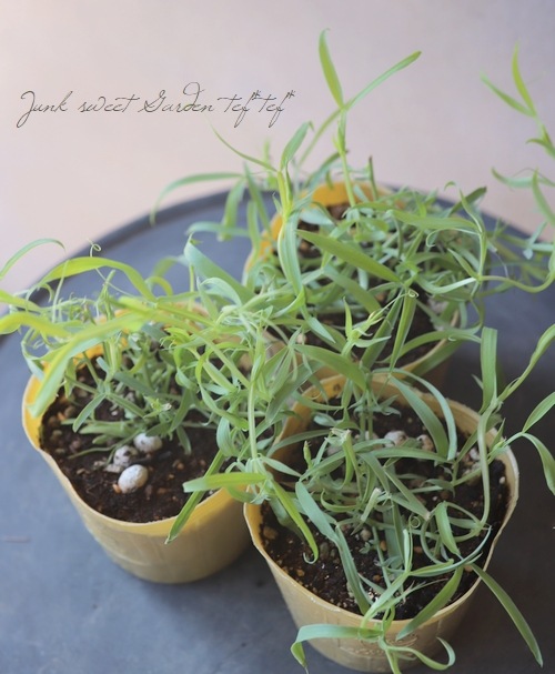 �������ȥԡ� �إ����쥦���� �֥롼