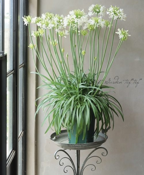 四季咲きアガパンサス・サマーラブ 『ホワイト』 コンパクト品種