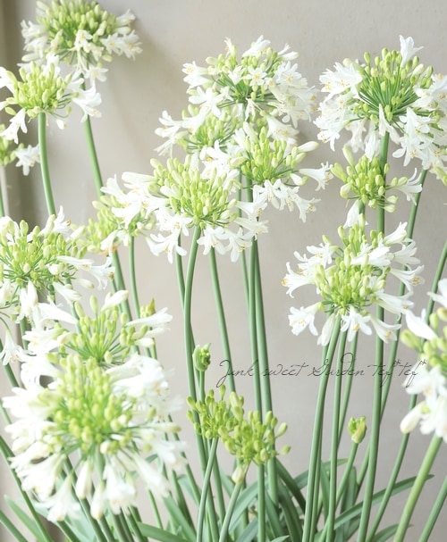 アガパンサスサマーラブホワイト苗 15_000000019258.jpg?1750771297