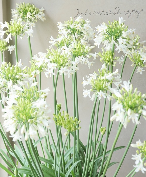 ダイヤモンドリリー➕サマーラブ（ホワイト） ダイヤモンドリリーの球根（ホワイトとピンク)➕アガパンサス