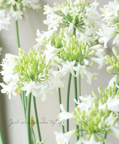 四季咲きアガパンサス・サマーラブ 『ホワイト』 コンパクト品種