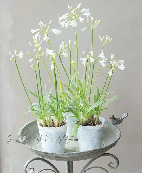 ダイヤモンドリリー➕サマーラブ（ホワイト） ダイヤモンドリリー➕サマーラブ（ホワイト） - メルカリ