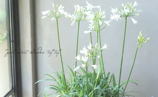 四季咲きアガパンサス・サマーラブ 『ホワイト』 コンパクト品種