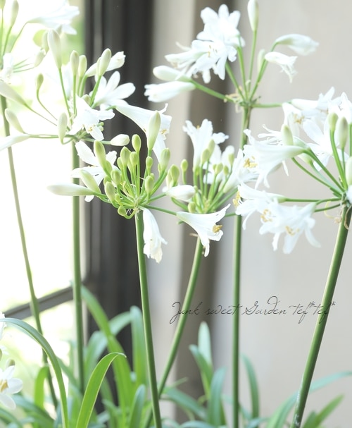 四季咲きアガパンサス・サマーラブ 『ホワイト』 コンパクト品種