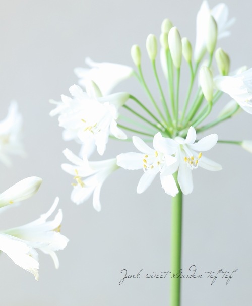 四季咲きアガパンサス・サマーラブ 『ホワイト』 コンパクト品種