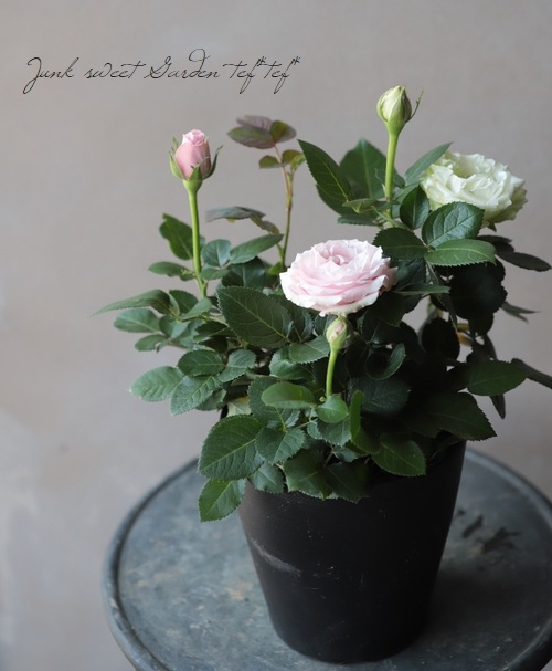 薔薇とレースのビクトリアンスィートジャンクジャーナル*Infinity* Eden～漆黒の薔薇と光の雫 | BABY, THE STARS SHINE BRIGHT