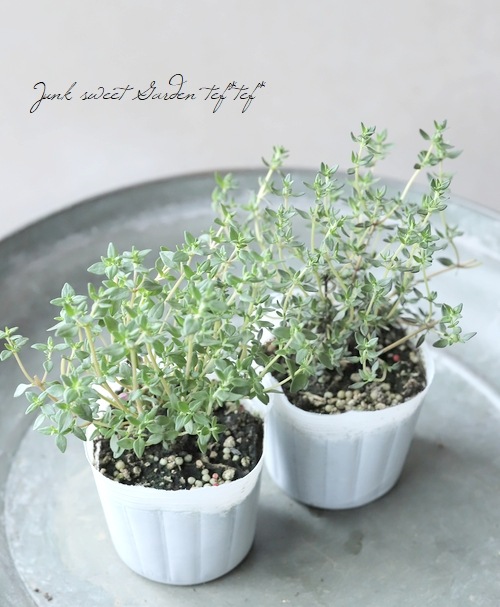 �ϡ��� �إ���󥿥���� �ԥ󥯲�