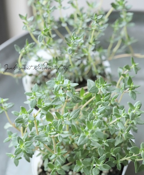 �ϡ��� �إ���󥿥���� �ԥ󥯲�