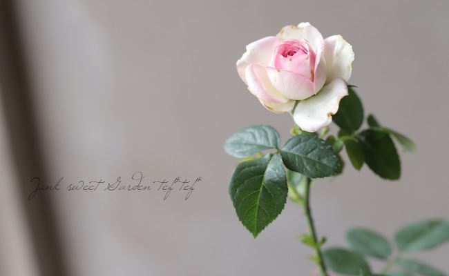 �ߥ˥Х顡�إ���ƥ�������������ʡ�