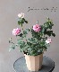 �ߥ˥Х顡�إ���ƥ�������������ʡ�