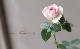 �ߥ˥Х顡�إ���ƥ�������������ʡ�