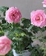 �ߥ˥Х顡�إ���ƥ�������������ʡ�