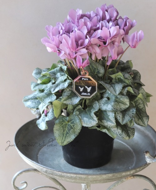 厳選！シクラメン 『スモーキーパープル』 | すべての商品 | | Junk