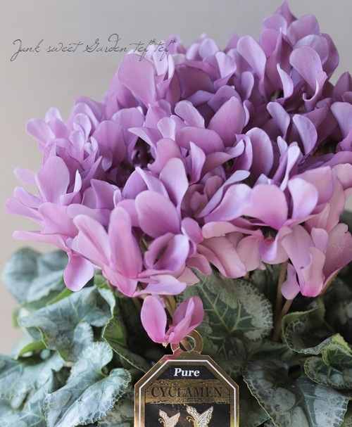 厳選！シクラメン 『スモーキーパープル』 | すべての商品 | | Junk