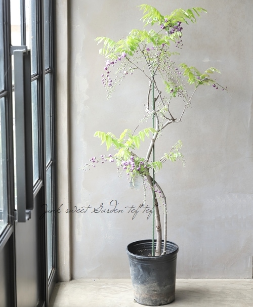 牡丹藤 『八重黒龍 -ヤエコクリュウ-』 | すべての商品 | | Junk sweet