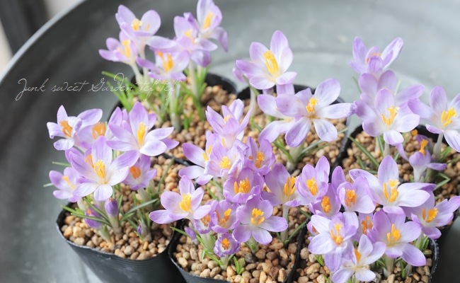 球根】 クロッカス 『バーズパープル』 | 球根 | | Junk sweet Garden