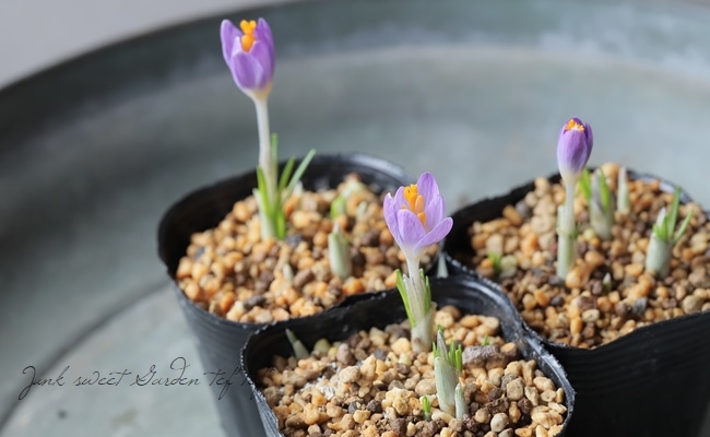 球根】 クロッカス 『バーズパープル』 | 球根 | | Junk sweet Garden