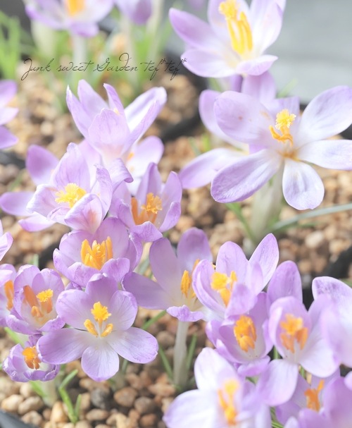 球根】 クロッカス 『バーズパープル』 | 球根 | | Junk sweet Garden