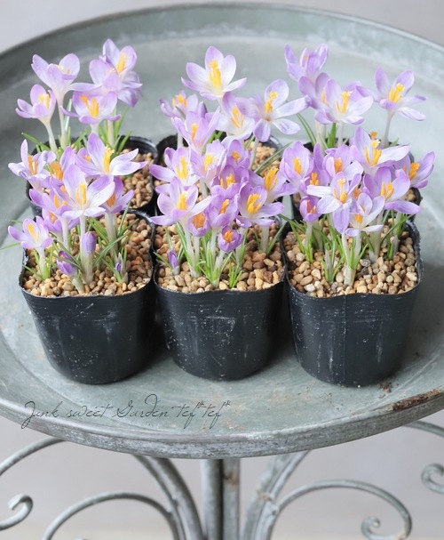 球根】 クロッカス 『バーズパープル』 | 球根 | | Junk sweet Garden