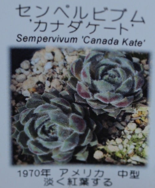 多肉植物】センペルビウム『カナダケート』 | Leaf Species,多肉植物