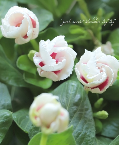 ���å׺餭�˥��˥���������MIKI�١��ߥ� �礭�����