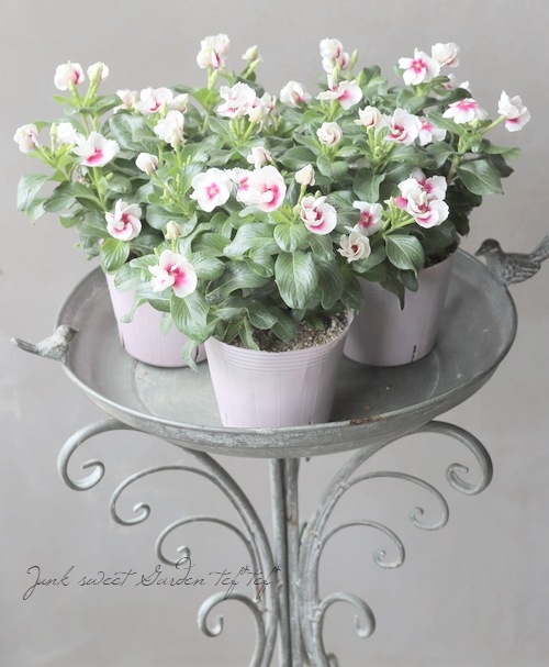 ���å׺餭�˥��˥���������MIKI�١��ߥ� �礭�����