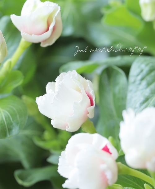 ���å׺餭�˥��˥���������MIKI�١��ߥ� �礭�����