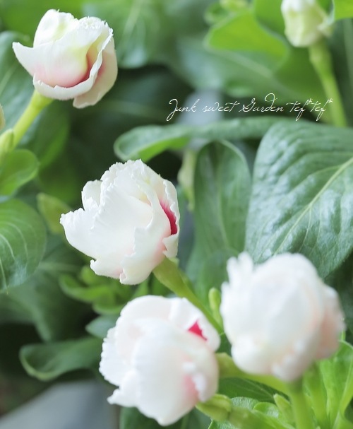 ���å׺餭�˥��˥���������MIKI�١��ߥ� �礭�����