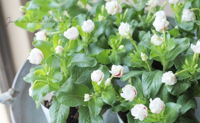 ���å׺餭�˥��˥���������MIKI�١��ߥ� �礭�����