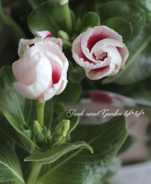 ���å׺餭�˥��˥���������MIKI�١��ߥ� �礭�����