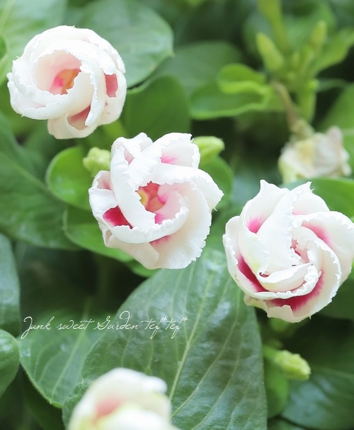 ���å׺餭�˥��˥���������MIKI�١��ߥ� �礭�����