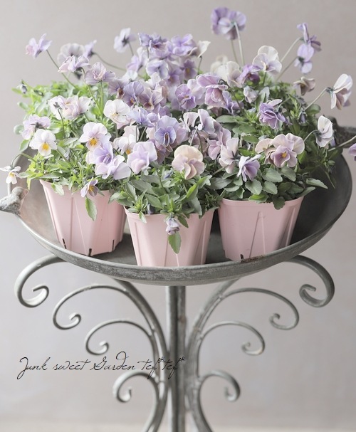 ビオラ　♡パルプンテ　♡カゴ付き♡匿名宅配便発送♡キレイパープルつぼみ付き ○桂楓園さんのビオラ・万葉菫 『おぼろ月』 | すべての商品 | | Junk