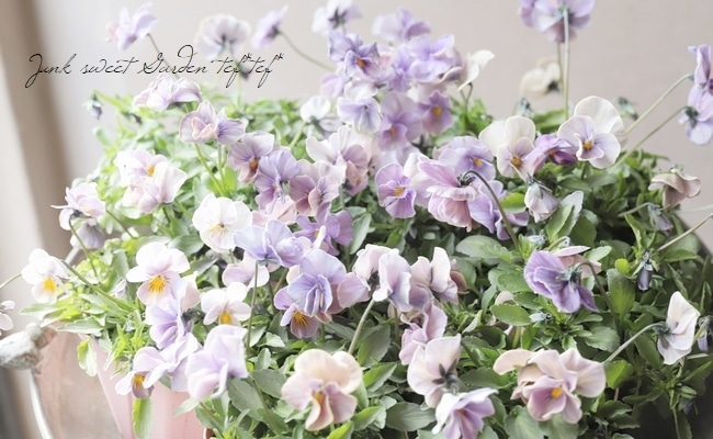 ○桂楓園さんのビオラ・万葉菫 『おぼろ月』 | すべての商品 | | Junk