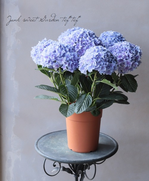 ハイドランジア 紫陽花 『シャロン』 | すべての商品 | | Junk