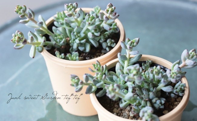 多肉植物】 『ブラックベリー』 グラプトペタルム属 いとうぐりーん