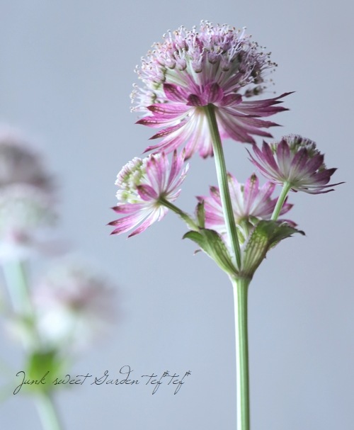 �ڲ֤�ͭ̾�ʥ����ȥ����㡡�إ��顼�ߥå�����