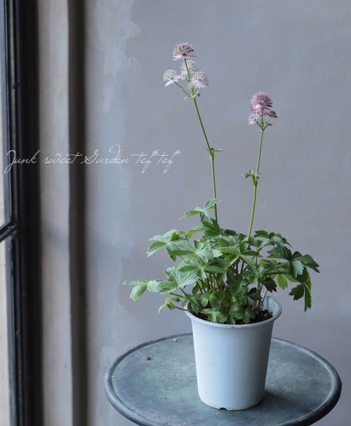 �ڲ֤�ͭ̾�ʥ����ȥ����㡡�إ��顼�ߥå�����