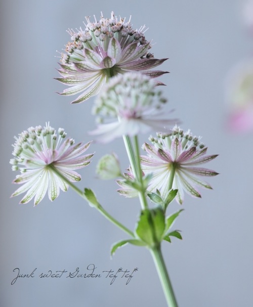 �ڲ֤�ͭ̾�ʥ����ȥ����㡡�إ��顼�ߥå�����