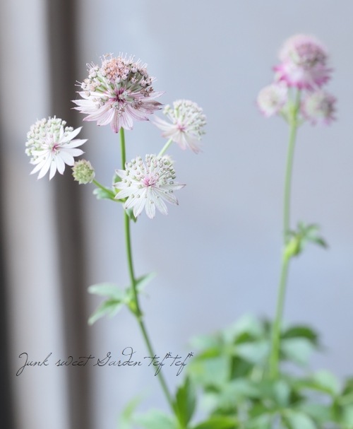 �ڲ֤�ͭ̾�ʥ����ȥ����㡡�إ��顼�ߥå�����