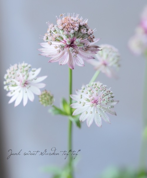 �ڲ֤�ͭ̾�ʥ����ȥ����㡡�إ��顼�ߥå�����