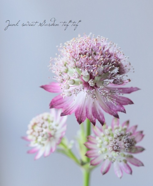 �ڲ֤�ͭ̾�ʥ����ȥ����㡡�إ��顼�ߥå�����