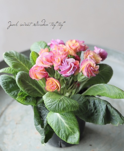 �Х�餭�ץ��顦����ꥢ�󡡡إ����ͥåȡ����֥��ȥ��������顼�١�H��