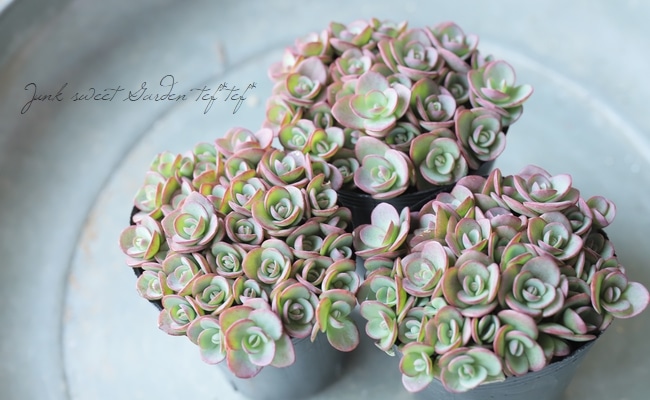 ❣️札付き 多肉植物　セダム　★サンスパークラー４苗セット★　抜き苗 ❣️札付き 多肉植物 セダム ☆サンスパークラー4苗セット☆ 抜き苗