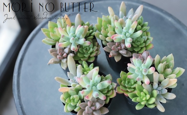 ��¿����ʪ�ۡ��ؤפ��פ��ߥå��������١���A�����סۡ�